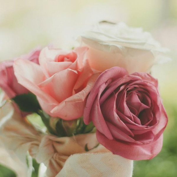 Soft pink roses