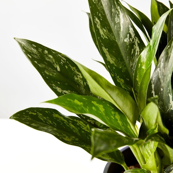 Chinese Evergreen 200mm - Gro Urban Oasis