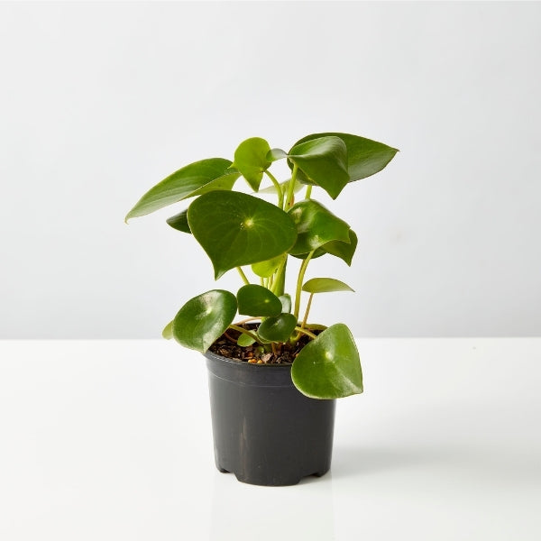 Coin Leaf Peperomia 130mm - Gro Urban Oasis