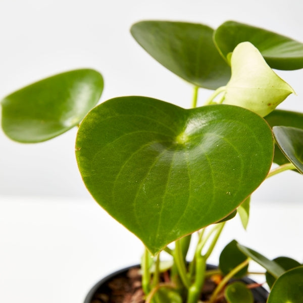 Coin Leaf Peperomia 130mm - Gro Urban Oasis