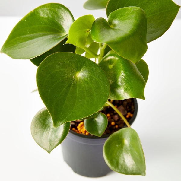 Coin Leaf Peperomia 130mm - Gro Urban Oasis