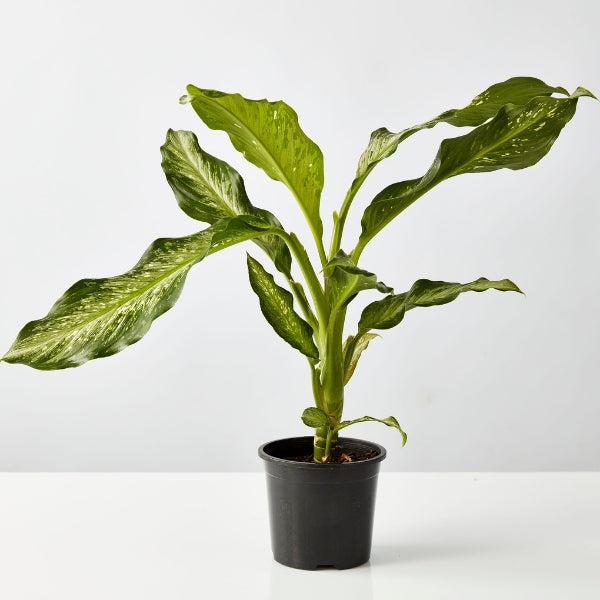 Dieffenbachia Snow 130 mm - Gro Urban Oasis