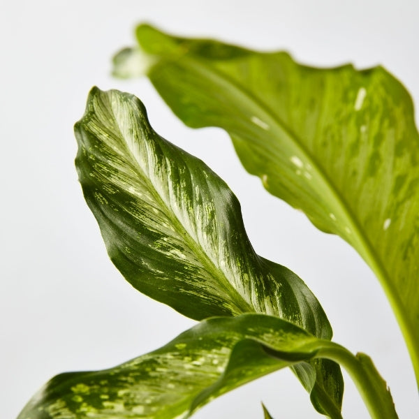 Dieffenbachia Snow 130 mm - Gro Urban Oasis