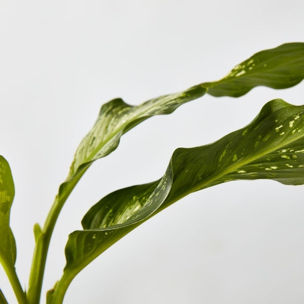 Dieffenbachia Snow 130 mm - Gro Urban Oasis