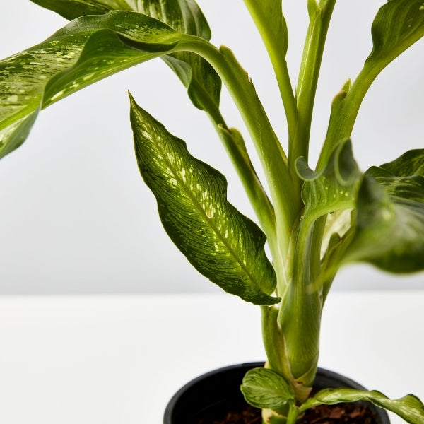 Dieffenbachia Snow 130 mm - Gro Urban Oasis
