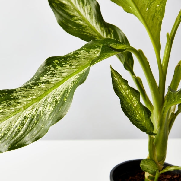 Dieffenbachia Snow 130 mm - Gro Urban Oasis