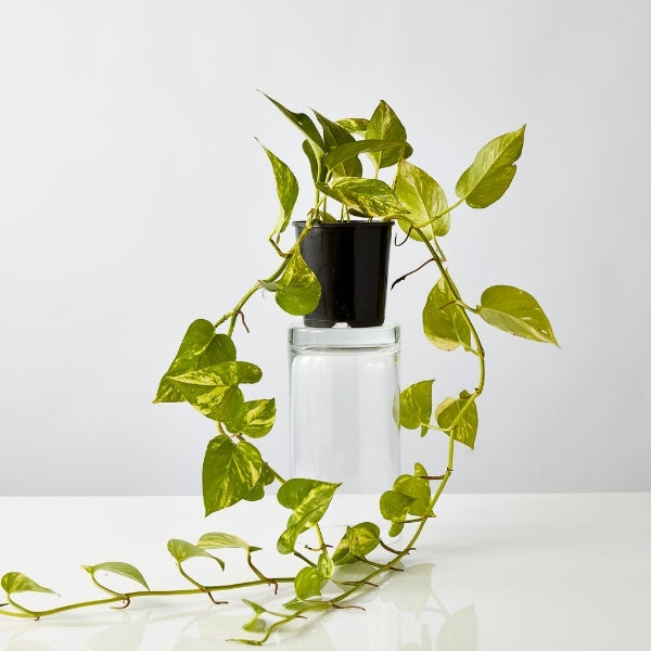Epipremnum Aureum 130mm - Gro Urban Oasis