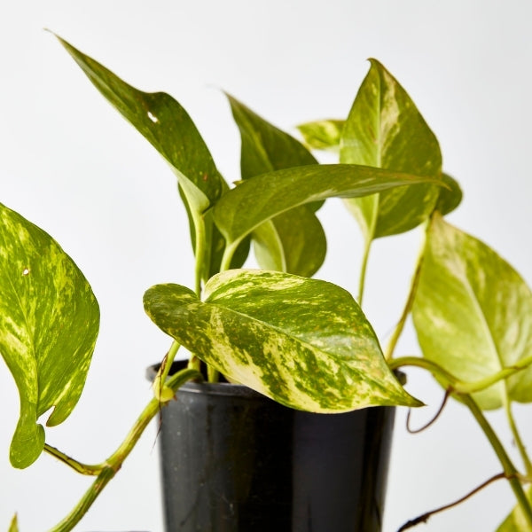 Epipremnum Aureum 130mm - Gro Urban Oasis