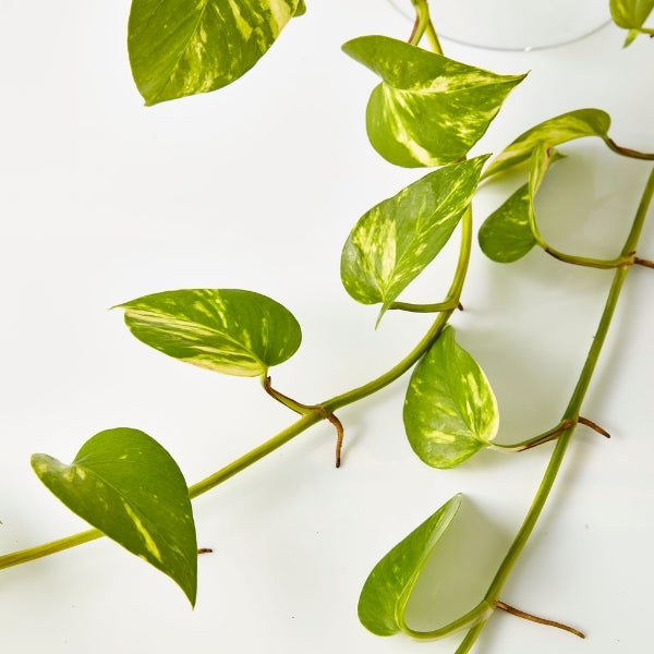 Epipremnum Aureum 130mm - Gro Urban Oasis
