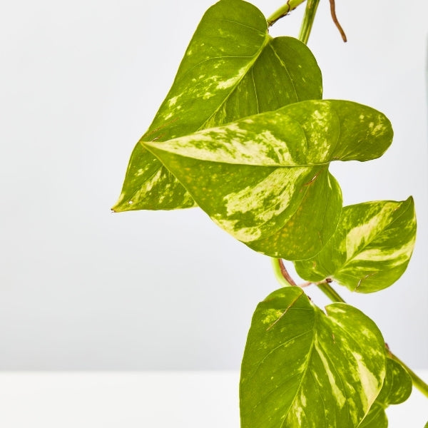 Epipremnum Aureum 130mm - Gro Urban Oasis