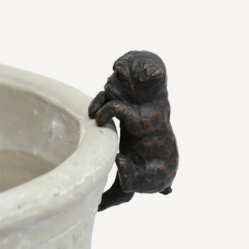 Hanging French Bulldog in dark brown, sitting on a pot edge