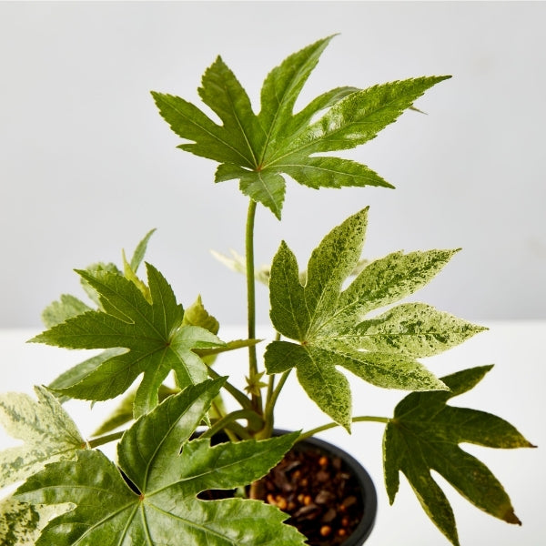 Spiders Web Fatsia 130mm - Gro Urban Oasis