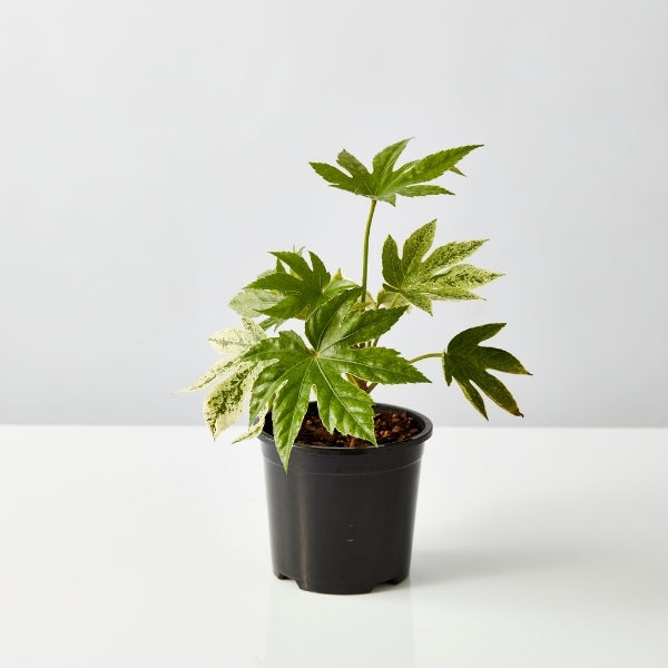 Spiders Web Fatsia 130mm - Gro Urban Oasis