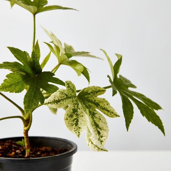 Spiders Web Fatsia 130mm - Gro Urban Oasis