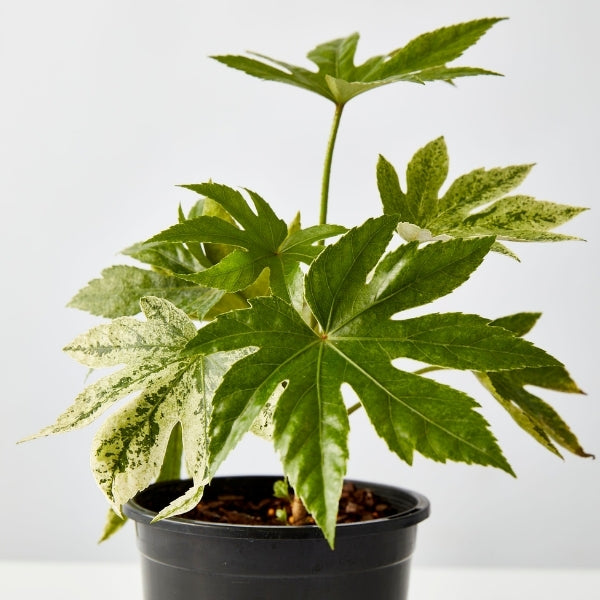 Spiders Web Fatsia 130mm - Gro Urban Oasis