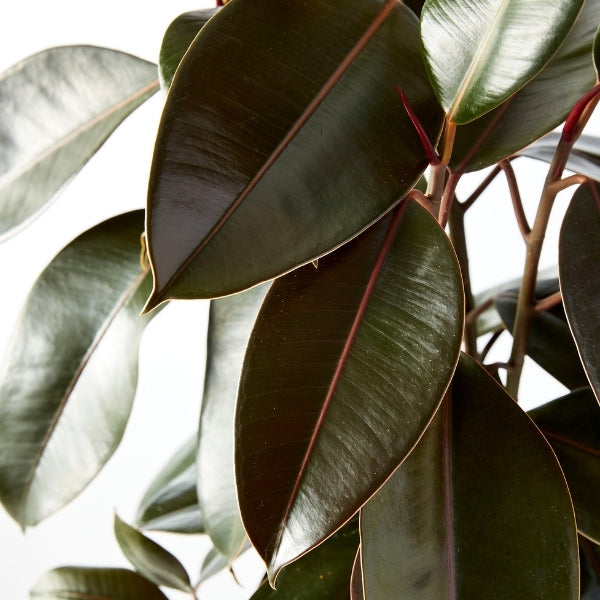 Ficus Indian Rubber Tree 250mm - Gro Urban Oasis