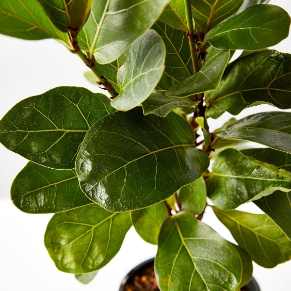 Ficus Fiddle Leaf 130mm - Gro Urban Oasis