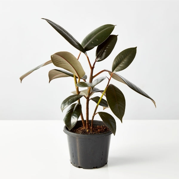 Ficus Indian Rubber Tree 130mm - Gro Urban Oasis