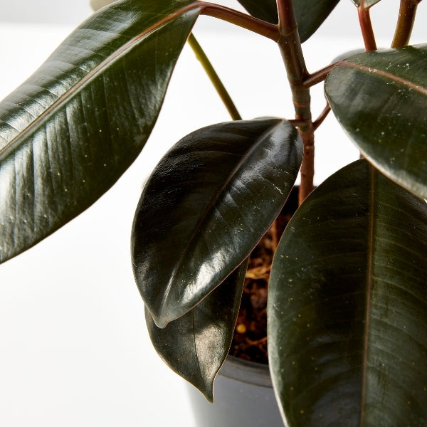 Ficus Indian Rubber Tree 130mm - Gro Urban Oasis