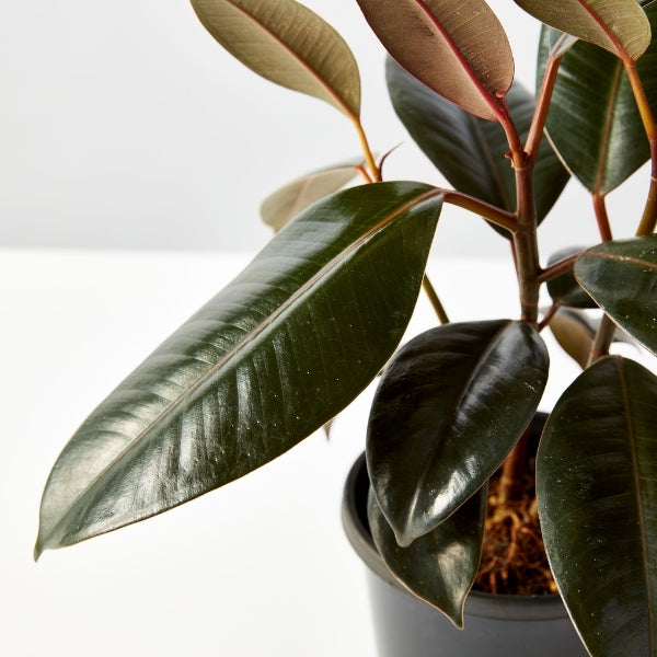 Ficus Indian Rubber Tree 130mm - Gro Urban Oasis