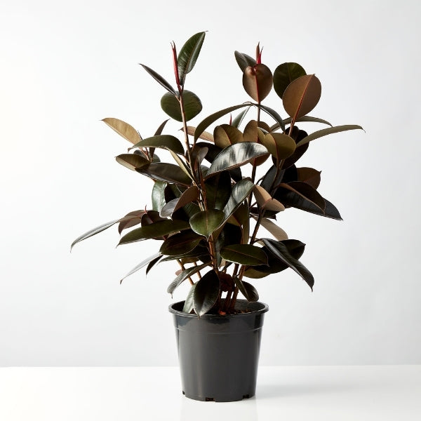 Ficus Indian Rubber Tree 200mm - Gro Urban Oasis