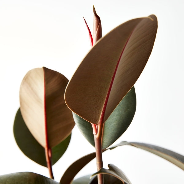 Ficus Indian Rubber Tree 200mm - Gro Urban Oasis