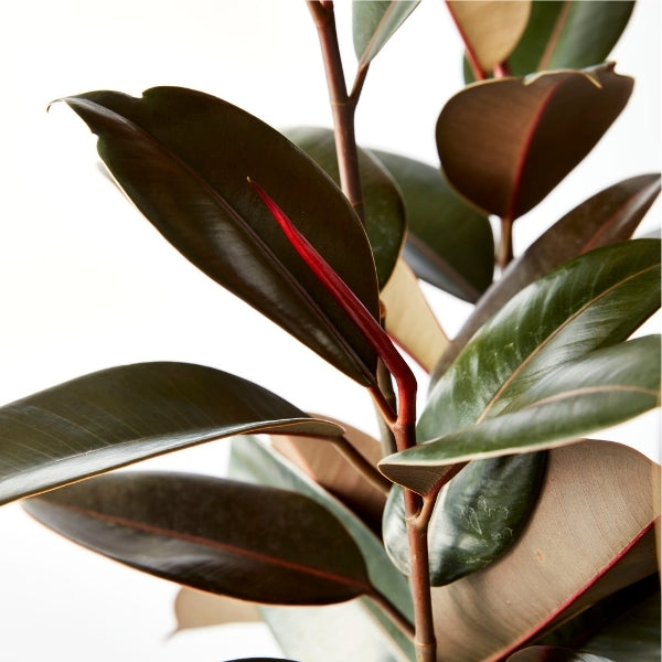 Ficus Indian Rubber Tree 200mm - Gro Urban Oasis