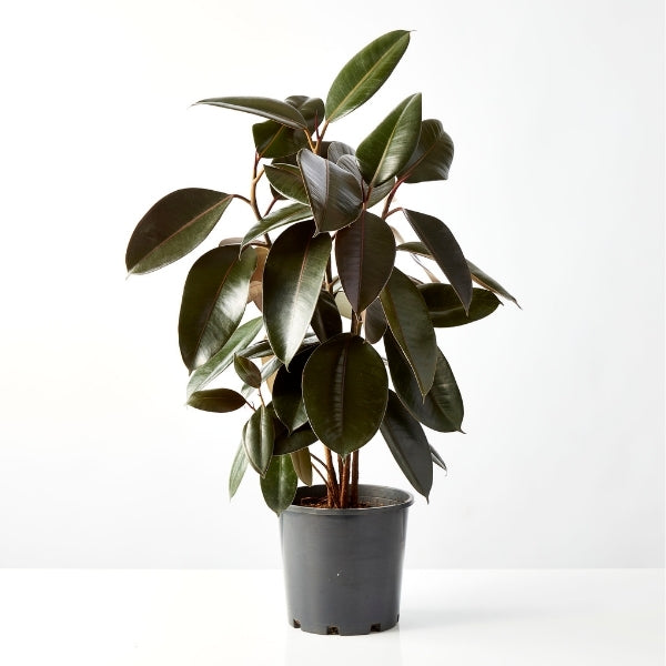Ficus Indian Rubber Tree 250mm - Gro Urban Oasis