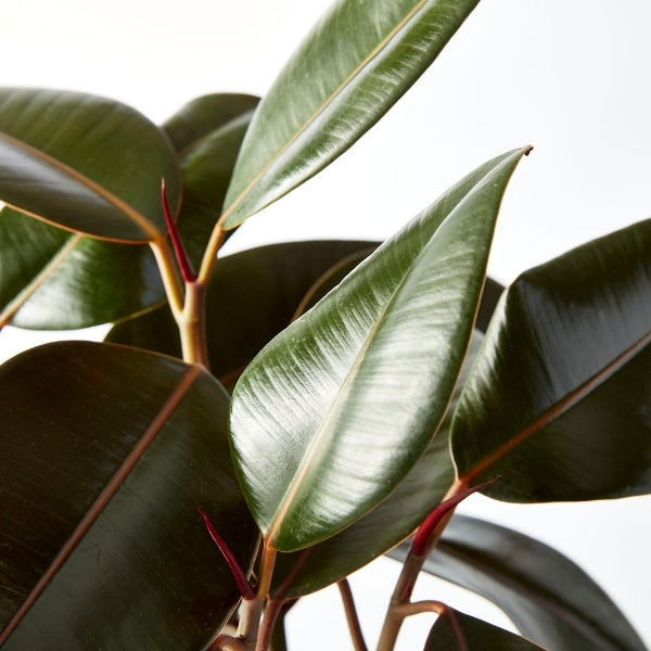 Ficus Indian Rubber Tree 250mm - Gro Urban Oasis