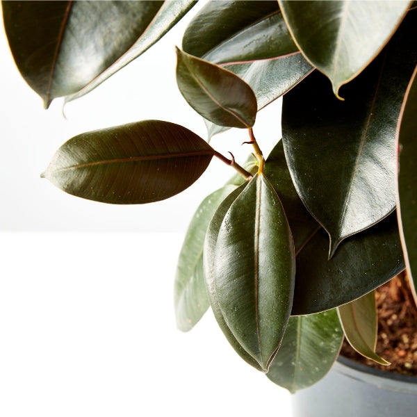 Ficus Indian Rubber Tree 250mm - Gro Urban Oasis