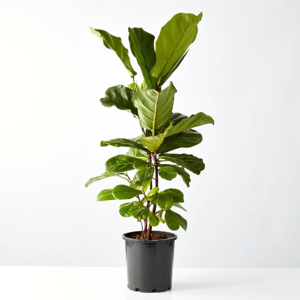 Ficus Fiddle Leaf 200mm - Gro Urban Oasis