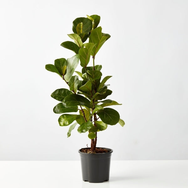 Ficus Fiddle Leaf 130mm - Gro Urban Oasis