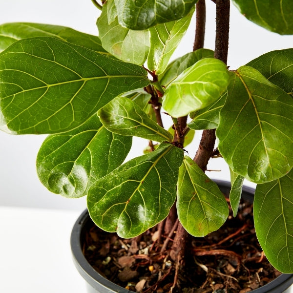 Ficus Fiddle Leaf 200mm - Gro Urban Oasis