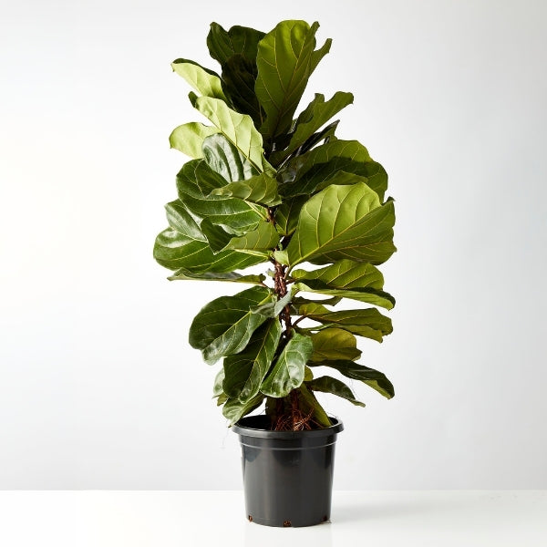 Fiddle Leaf Ficus 300mm - Gro Urban Oasis