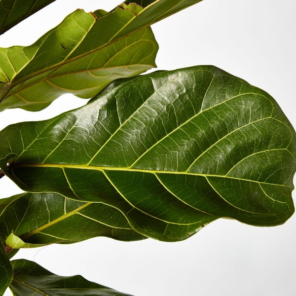 Fiddle Leaf Ficus 300mm - Gro Urban Oasis