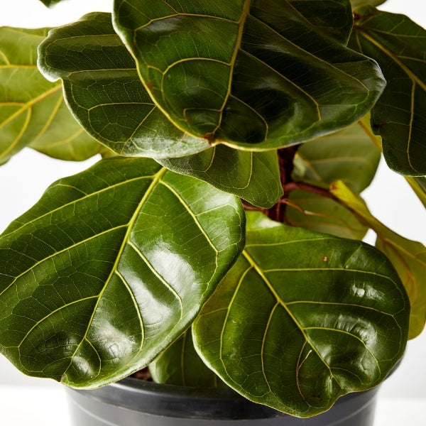 Fiddle Leaf Ficus 300mm - Gro Urban Oasis