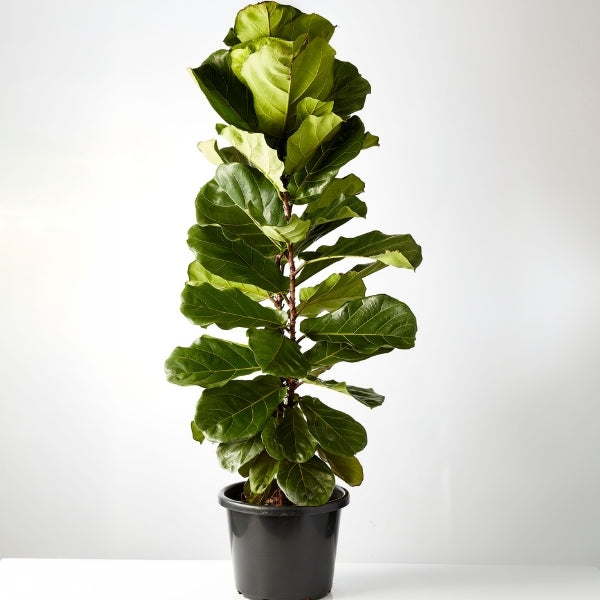 Fiddle Leaf Ficus 400mm - Gro Urban Oasis