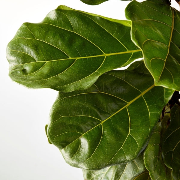 Fiddle Leaf Ficus 400mm - Gro Urban Oasis