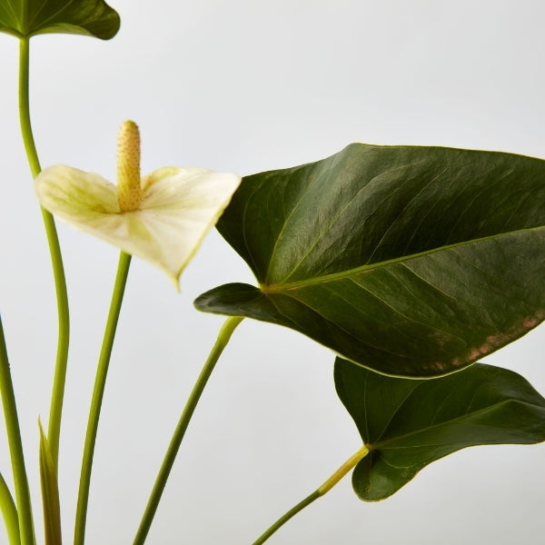 Flamingo Flower Mixed 175mm - Gro Urban Oasis