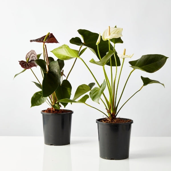 Flamingo Flower Mixed 175mm - Gro Urban Oasis