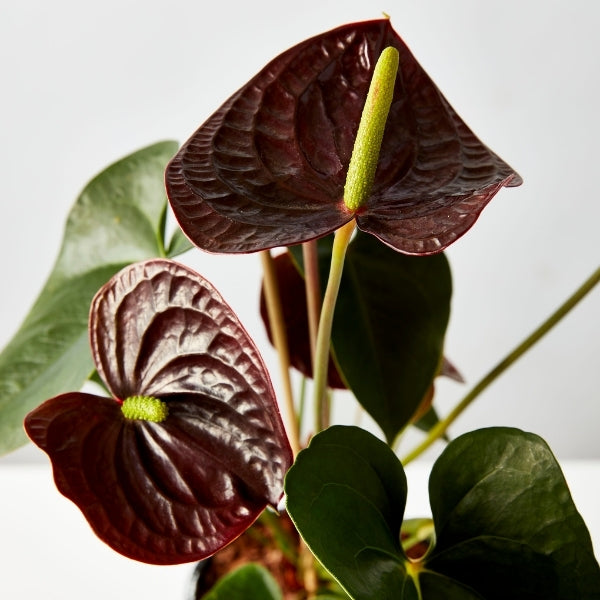 Flamingo Flower Mixed 175mm - Gro Urban Oasis