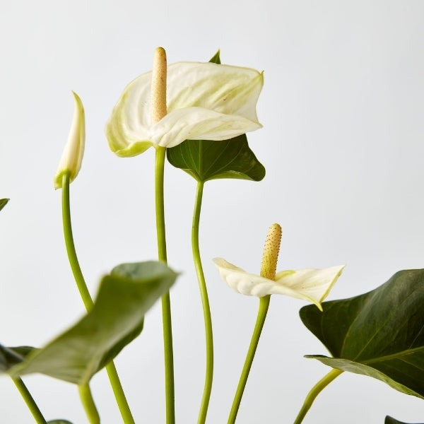 Flamingo Flower Mixed 175mm - Gro Urban Oasis