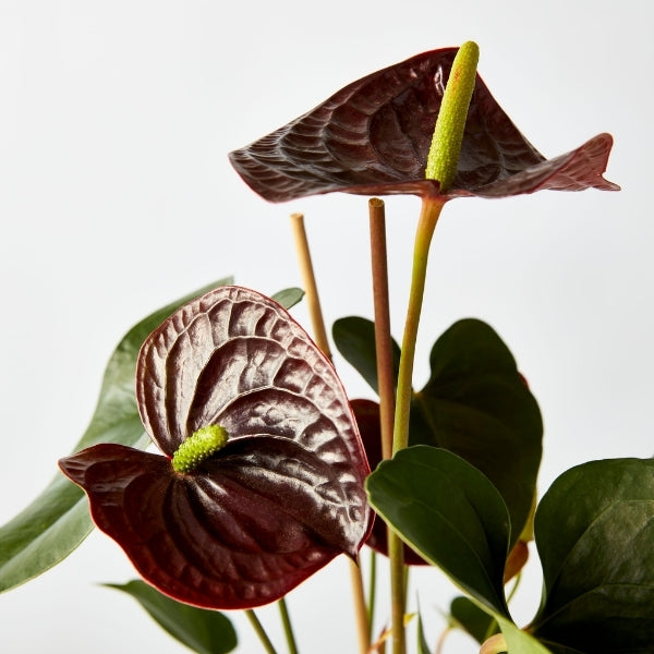 Flamingo Flower Mixed 175mm - Gro Urban Oasis