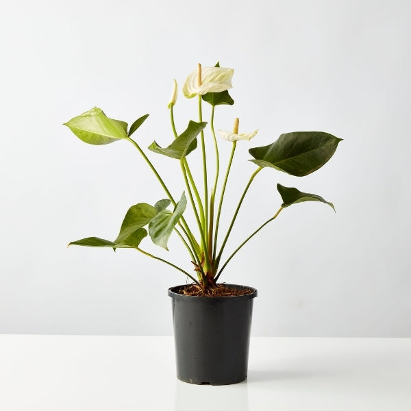 Flamingo Flower Mixed 175mm - Gro Urban Oasis