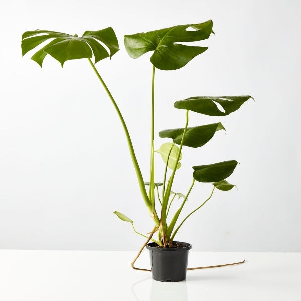 Fruit Salad Plant 130mm - Gro Urban Oasis