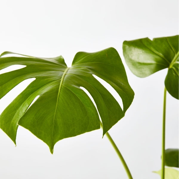 Fruit Salad Plant 130mm - Gro Urban Oasis