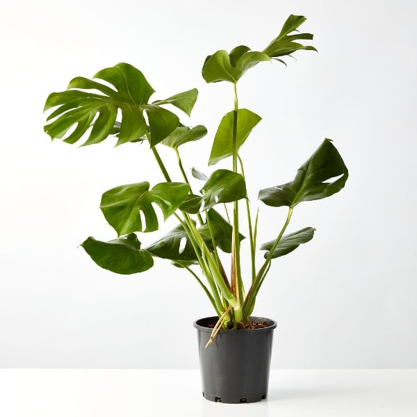 Fruit Salad Plant 200mm - Gro Urban Oasis