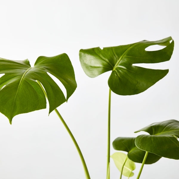 Fruit Salad Plant 200mm - Gro Urban Oasis