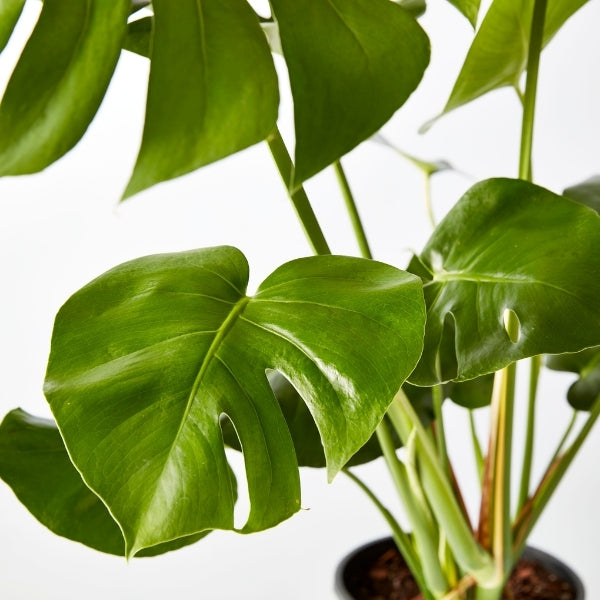 Fruit Salad Plant 240mm - Gro Urban Oasis