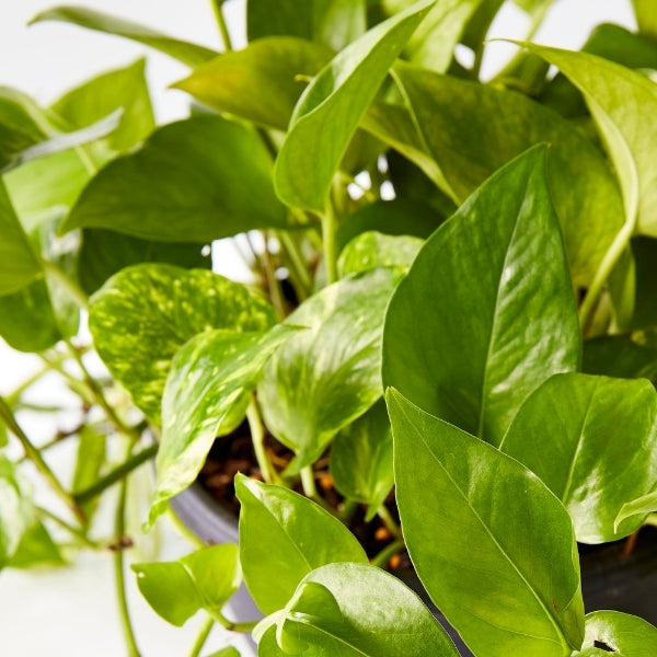 Golden Pothos 200mm - Gro Urban Oasis